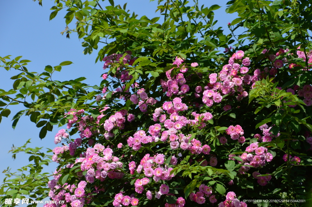 月季花