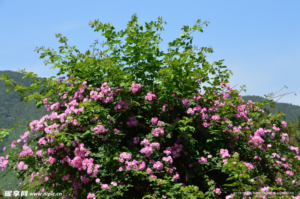月季花