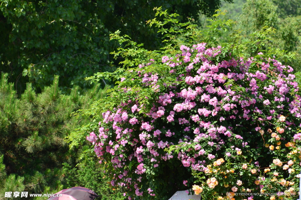 月季花