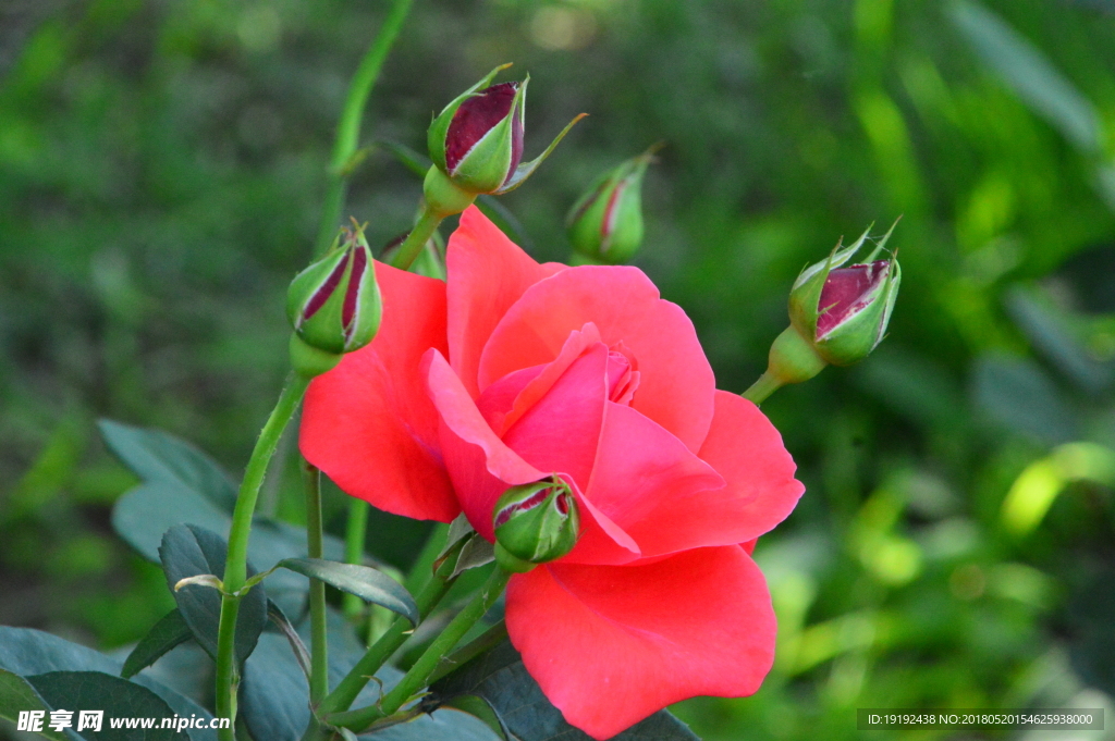 月季花