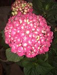 牡丹花