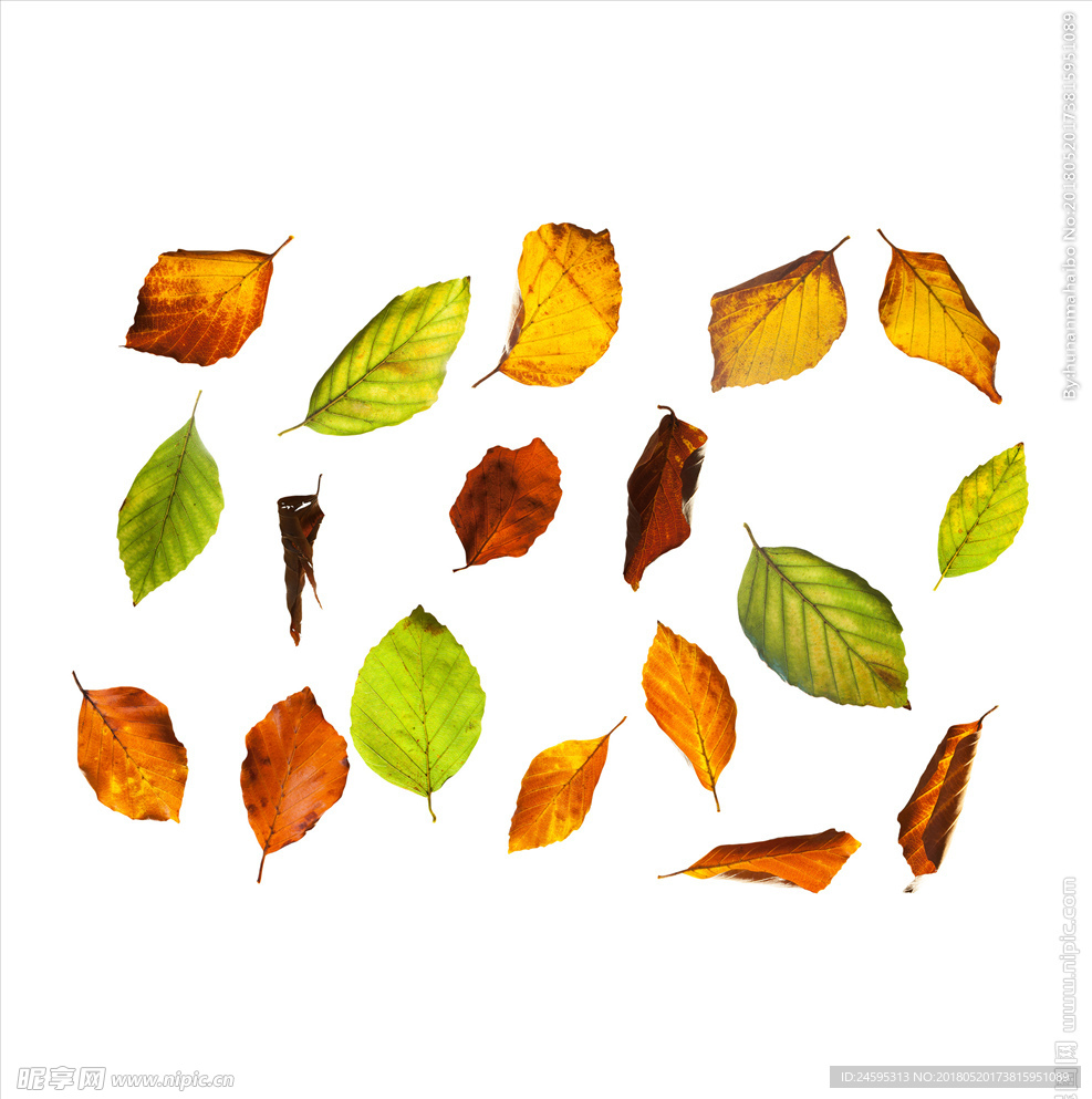 秋冬季植物树叶落叶枯叶PNG素