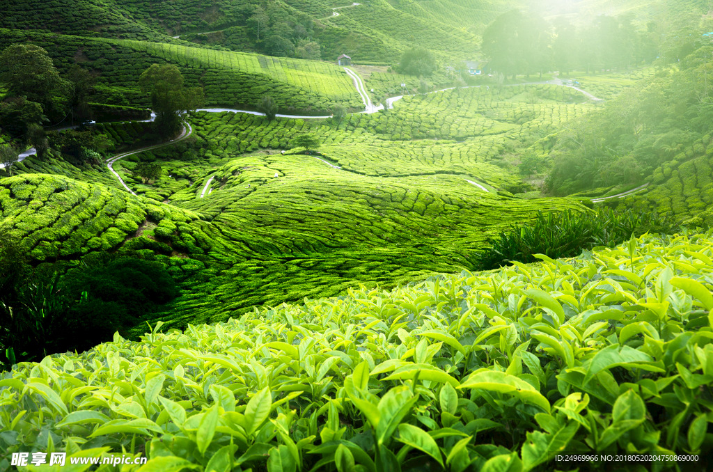 茶园