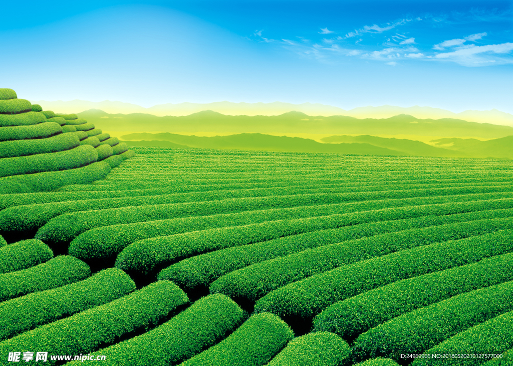 茶园