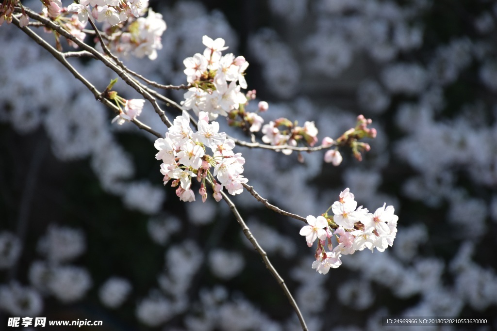 樱花