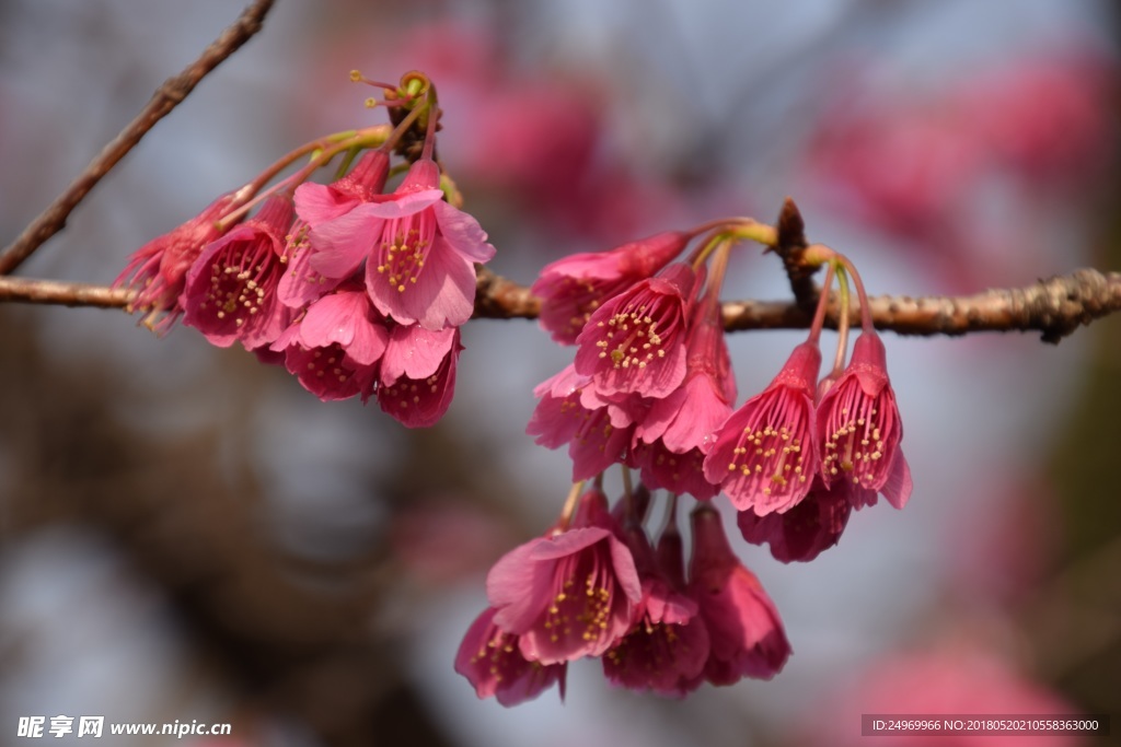 樱花