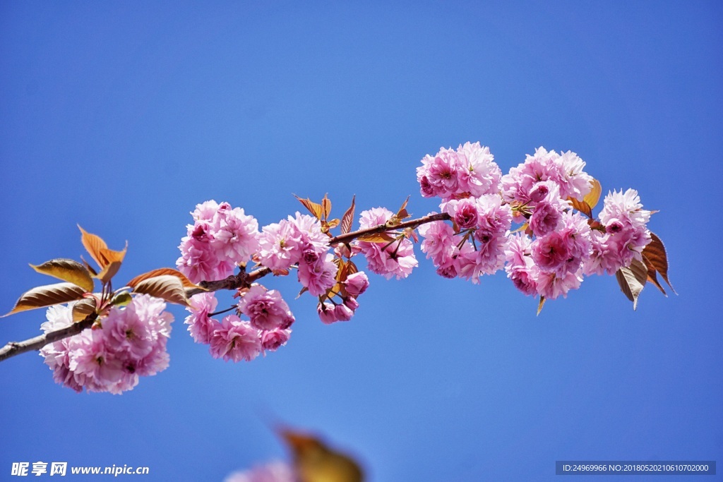 樱花