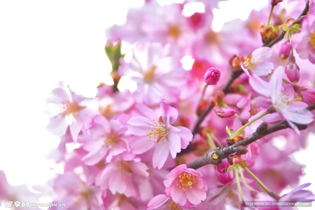 樱花