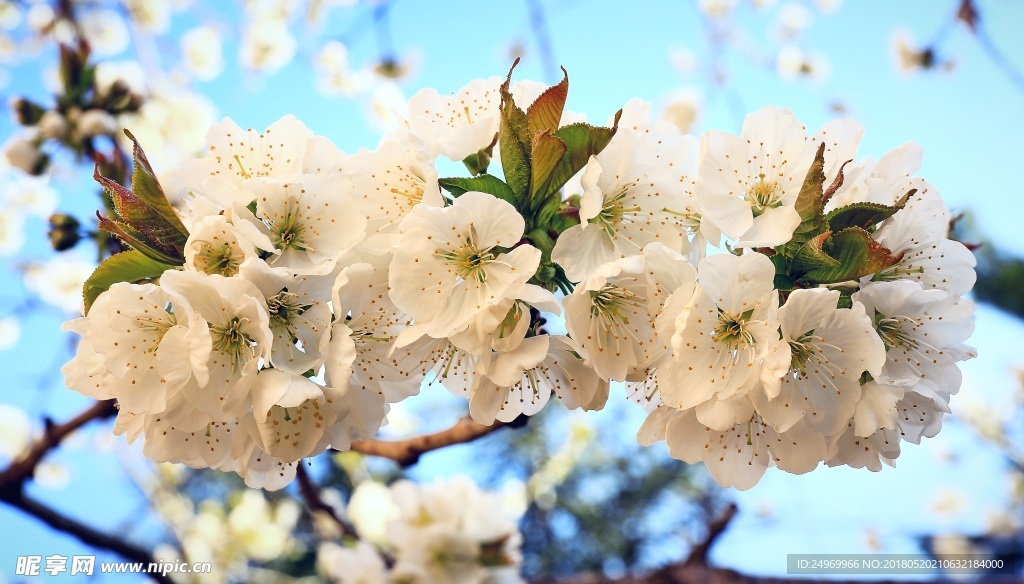 樱花