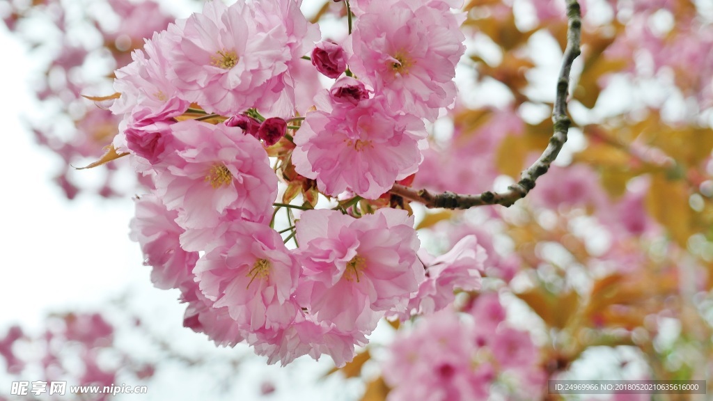 樱花