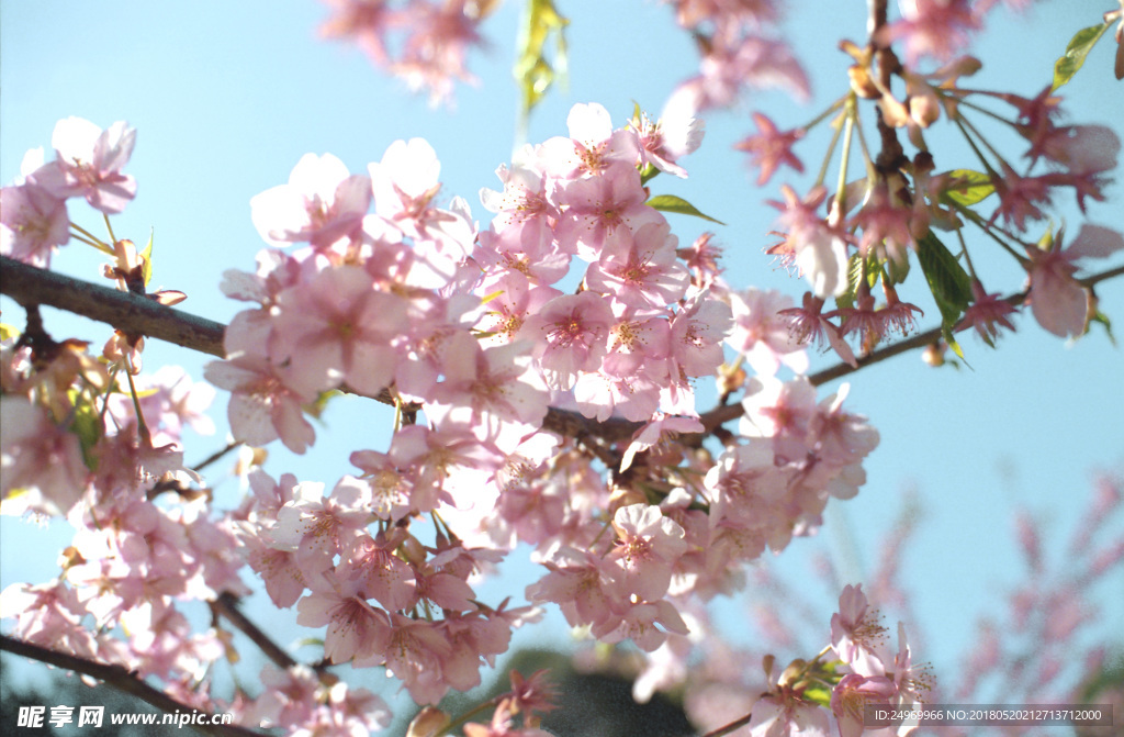 樱花