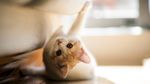 猫咪