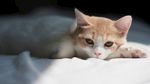 猫咪