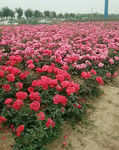月季花