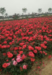 月季花