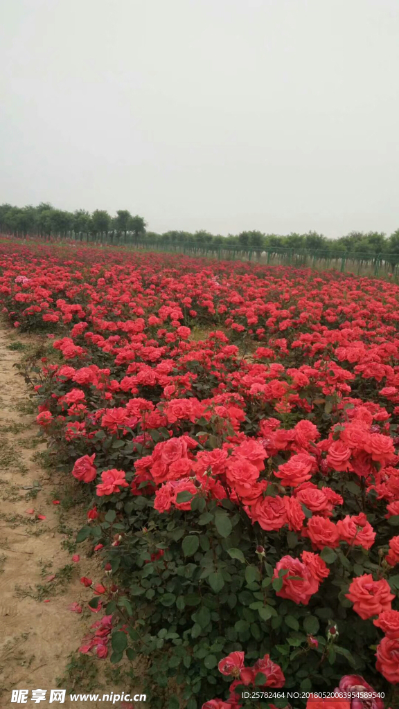 月季花