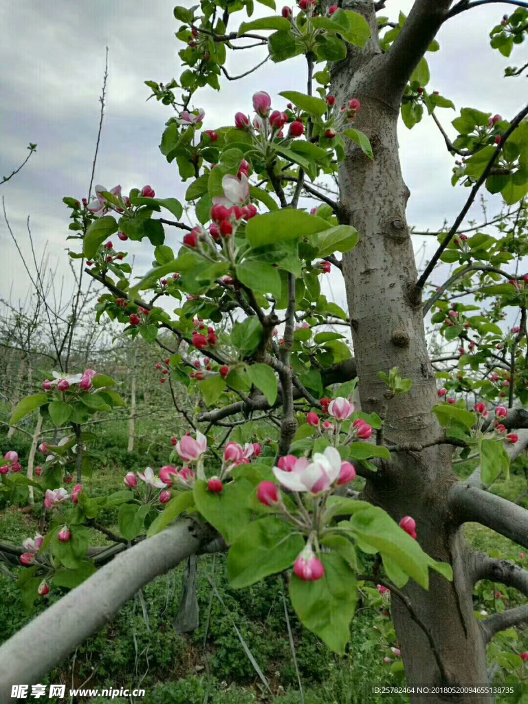 苹果花