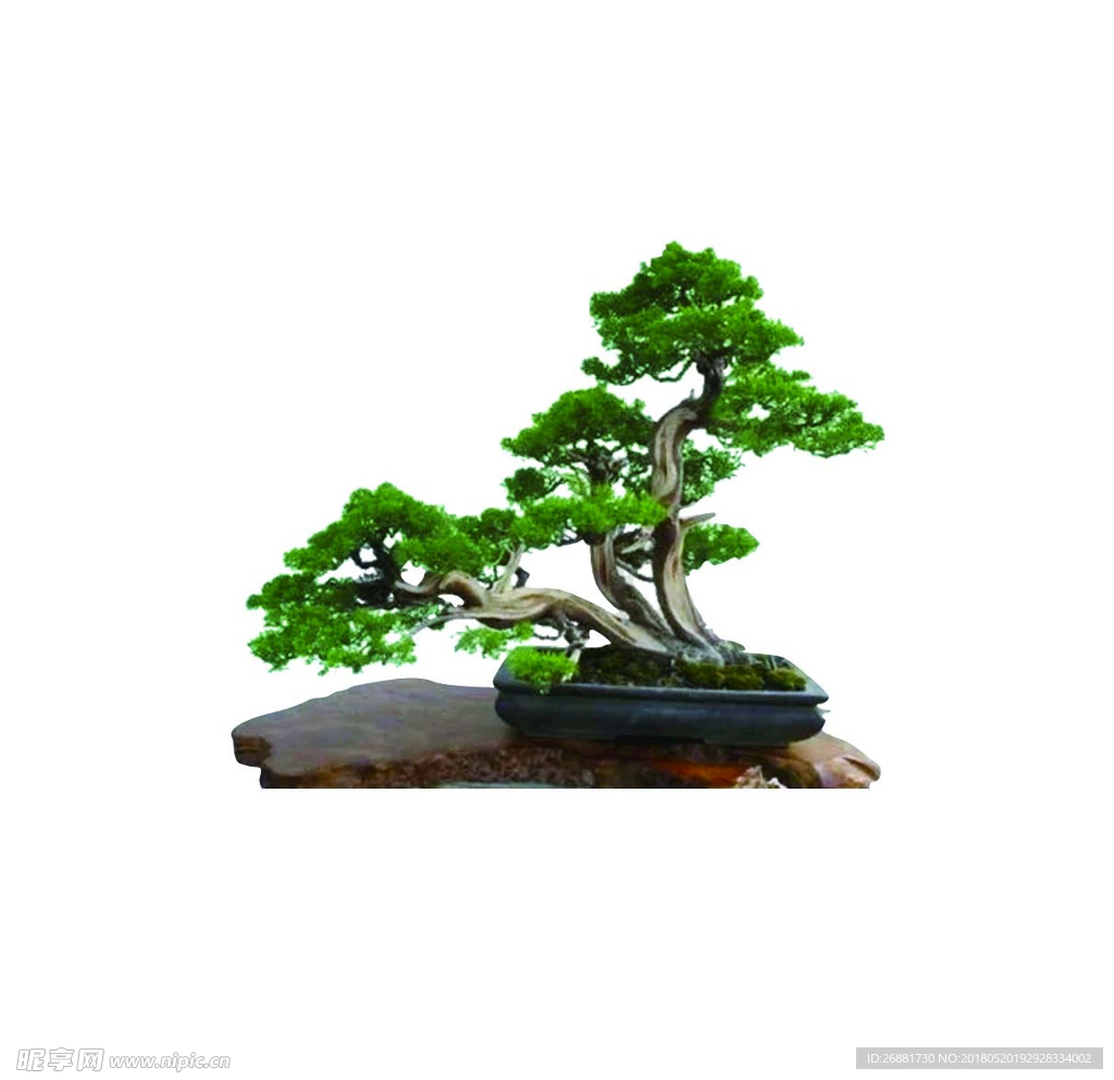 盆景