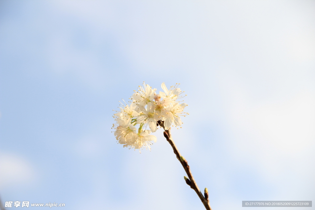 白色樱花