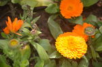 金盏菊