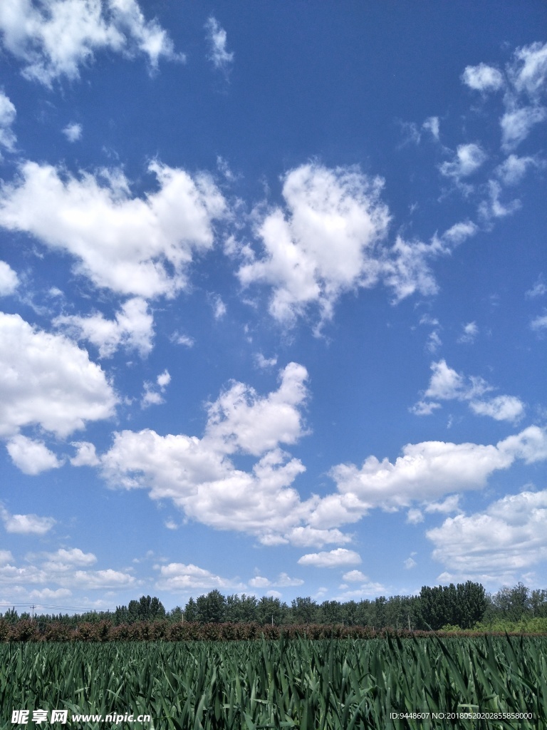 麦田风景