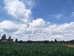 麦田