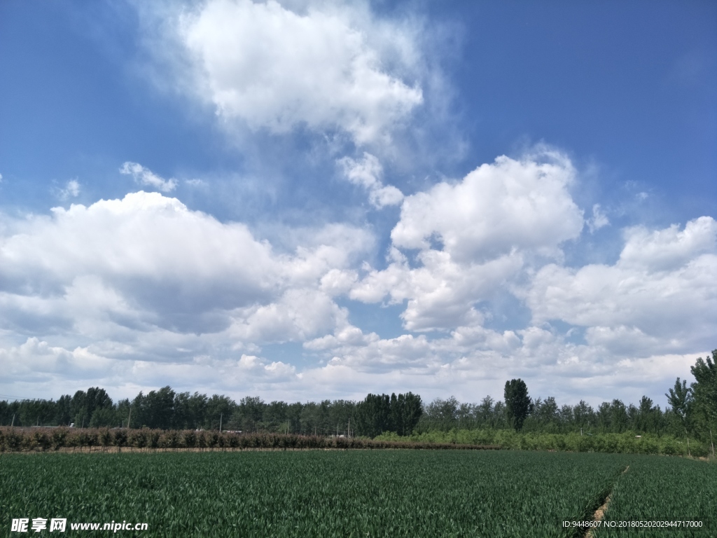 麦田风景