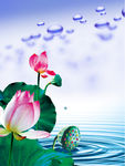 荷花水面合成