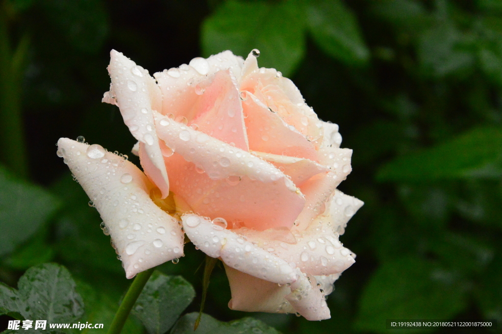 雨露月季花