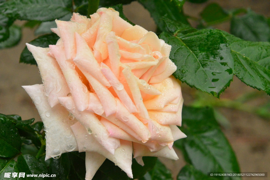 雨露月季花