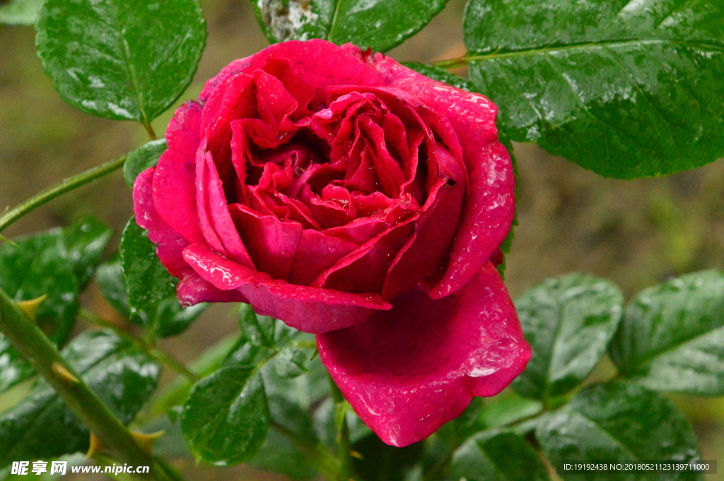 雨露月季花