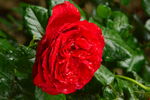 雨露月季花