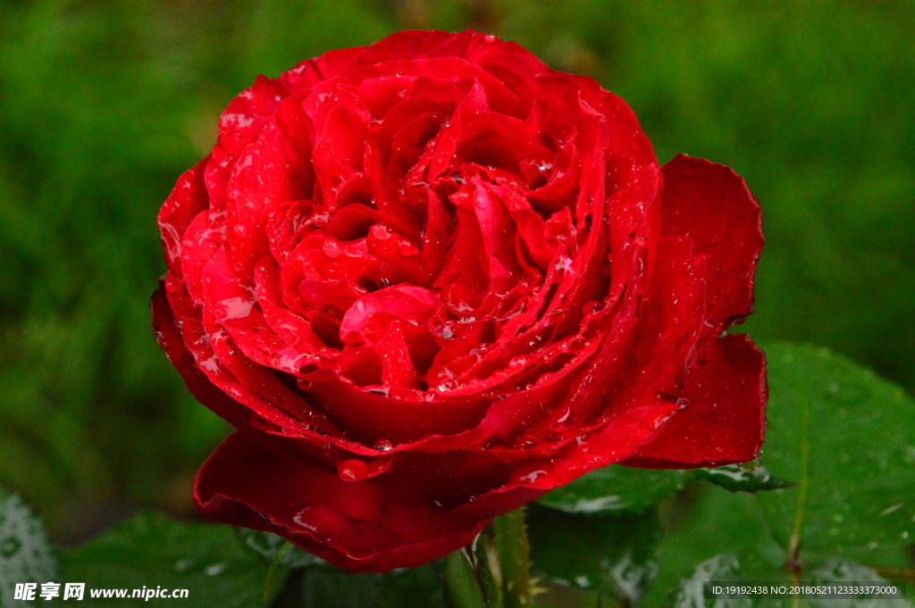 雨露月季花