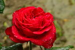 雨露月季花