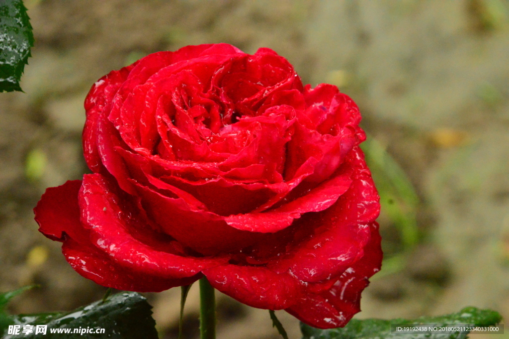 雨露月季花