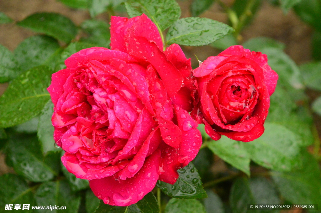 雨露月季花