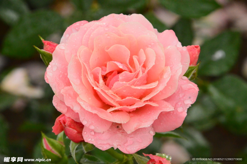 月季花