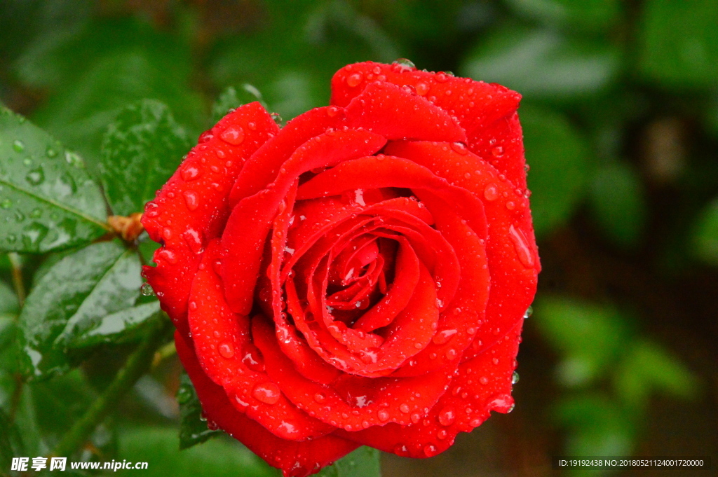 雨露月季花