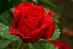 雨露月季花
