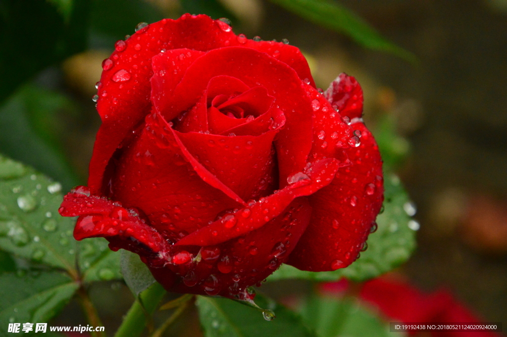 雨露月季花