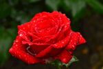 雨露月季花