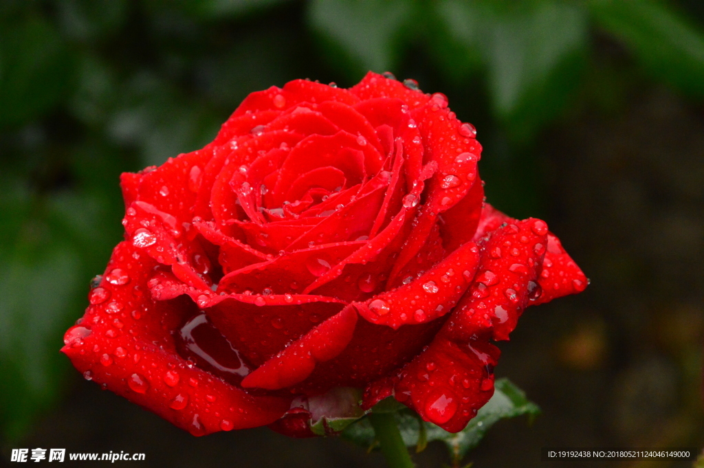 雨露月季花