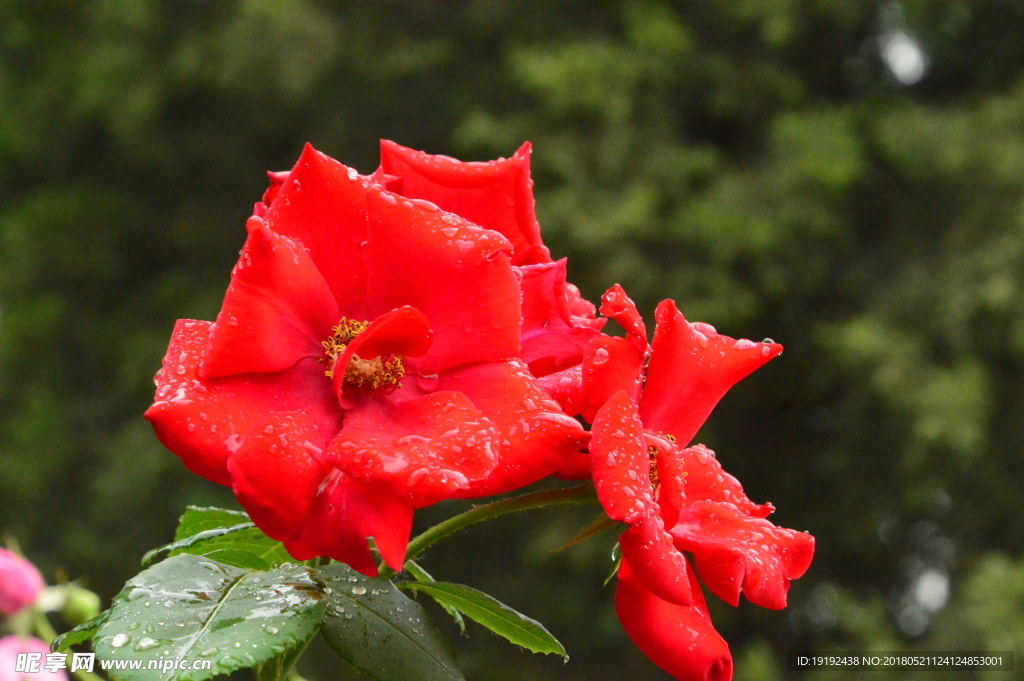 雨露月季花