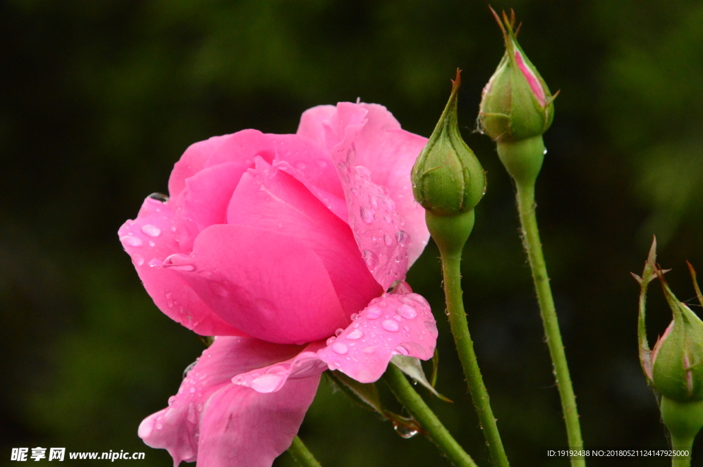雨露月季花