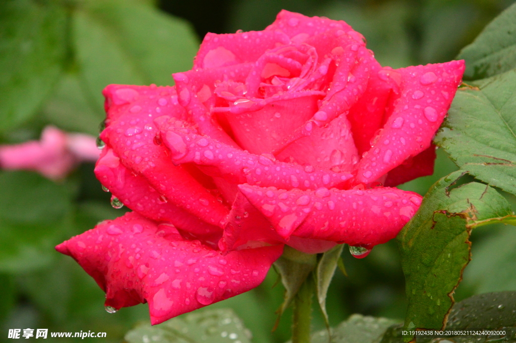 雨露月季花