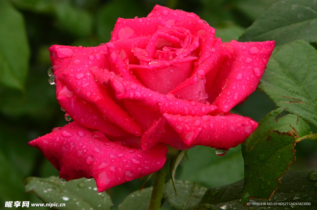 雨露月季花