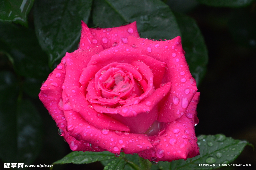 雨露月季花