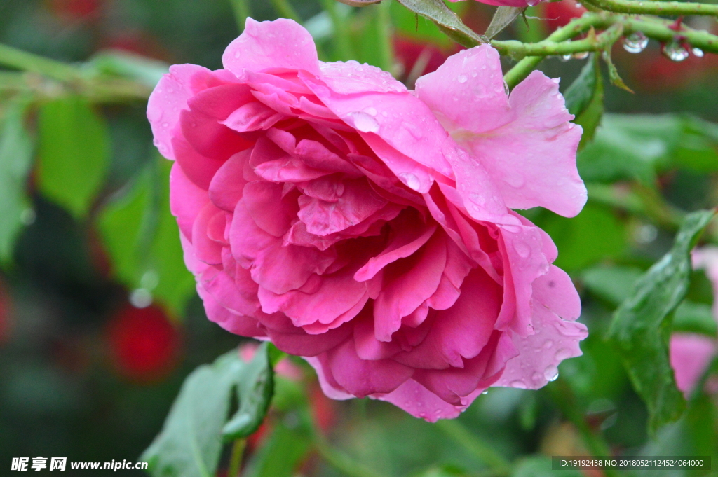 雨露月季花