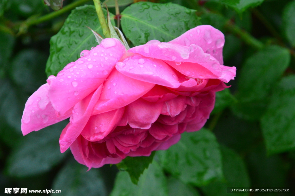 月季花