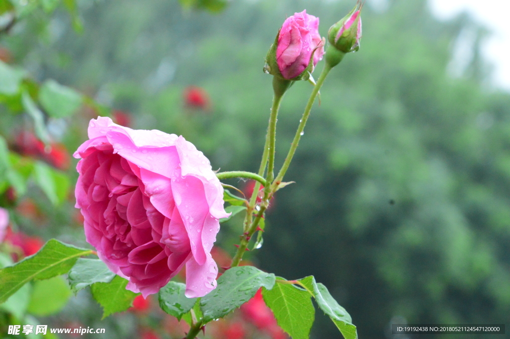 雨露月季花